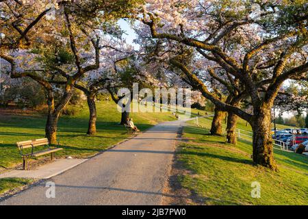 Burnaby, BC, Kanada - 18 2021. April : Burnaby Mountain Park bei Sonnenuntergang. Die Leute, die hier ein Picknick machen und Kirschblüten während des Frühlings genießen Stockfoto