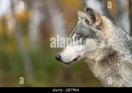 Grauer Wolf (Canis lupus) Profil Seitenauge im Wald Herbst - gefangenes Tier Stockfoto
