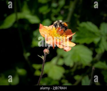 Gestreifte Hummel sammelt Nektar aus einer leuchtend orangefarbenen Mohnblume. Natürliche Bestäuber besuchen Sommerblumen. Insekten bestäuben Sommerblumen Stockfoto