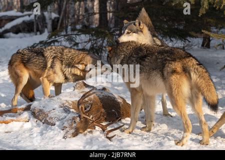 Pack Graue Wölfe (Canis lupus) schnüffeln Sie über Körper von White-Tail Deer Winter - Gefangene Tiere Stockfoto