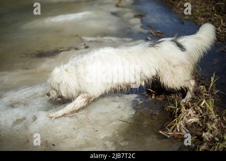 Hund mag Wasser nicht. Hund mit weißen Haaren im Frühlingswald. Wandern mit Haustier. Stockfoto