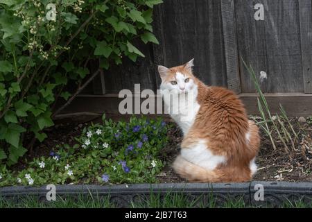 Eine schöne rote Katze mit weißen Flecken sitzt auf einem Bett in einem Garten inmitten von Blumen Stockfoto