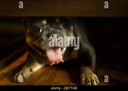 Hund auf dem Boden. Kleine Hunderasse. Tier ist zu Hause. Niedlicher Welpe. Stockfoto