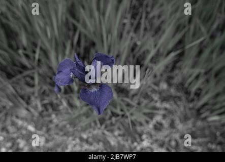 Nahaufnahme der schönen Sibirischen Iris (Iris Sibirica) in der Frühsommerblüte Stockfoto