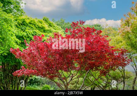 Wunderschöne rote Blätter eines acer rubrum (Sun Valley) im Frühsommer Stockfoto