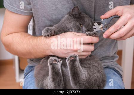 Ein Mann schneidet mit einem Klauenschneider die Krallen einer jungen grauen Katze. Chartreuse widersteht. Stockfoto