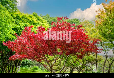 Schöne Rottöne eines acer rubrum (Sun Valley) im Frühsommer Stockfoto