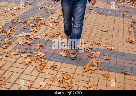 Ein Mann in Jeans und Sneakers läuft an einem Herbsttag in einem Park mit gefallenen ahorngelben Blättern entlang der Pflastersteine. Stockfoto