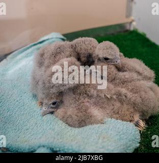 Vier kleine Turmfalkenküken (Falco tinnunculus) schließen sich für Wärme zusammen Stockfoto