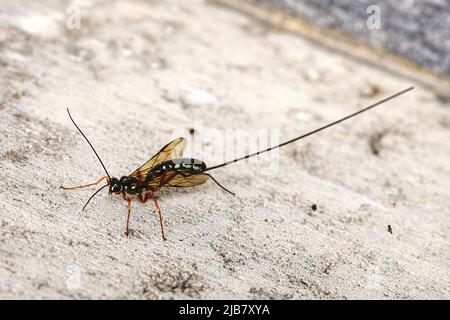 Nahaufnahme einer parasitären Wespe Stockfoto