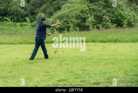 Ein merlin (Falco Columbariaus) namens Captin 'Jack' Sparrow im Flug, der einem von seinem Trainer im British Bird of Prey Center geschwungenen Köder hinterherjagt Stockfoto