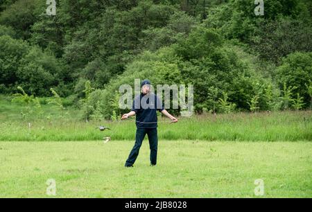 Ein merlin (Falco Columbariaus) namens Captin 'Jack' Sparrow im Flug, der einem von seinem Trainer im British Bird of Prey Center geschwungenen Köder hinterherjagt Stockfoto