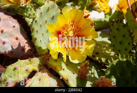 Gelbe Blume opuntia humifusa oder die Zunge des Teufels oder indische Feige. Kaktusbirne aus dem Osten. Stockfoto