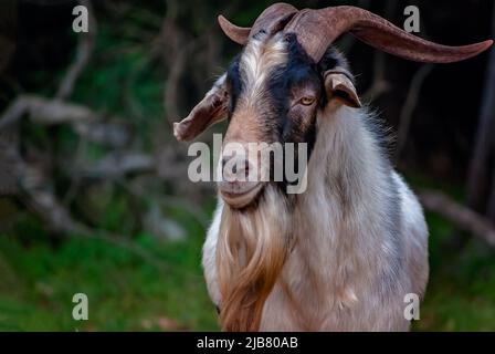 Sir Stankalot, eine Zwergziege (Capra hircus), ist abgebildet, 29. März 2011, in Mobile, Alabama. Stockfoto