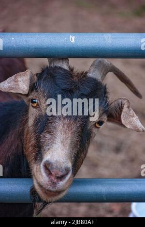 Brownie, eine Zwergziege (Capra hircus), pendeln zwischen Zaunschienen, 29. März 2011, in Mobile, Alabama. Stockfoto