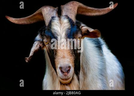 Sir Stankalot, eine Zwergziege (Capra hircus), ist abgebildet, 29. März 2011, in Mobile, Alabama. Stockfoto