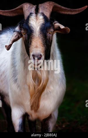 Sir Stankalot, eine Zwergziege (Capra hircus), ist abgebildet, 29. März 2011, in Mobile, Alabama. Stockfoto