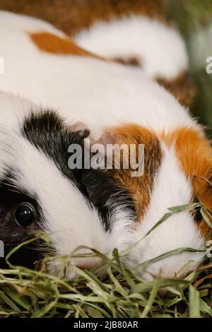 Foto eines Meerschweinchens mit schwarzen und weißen Haaren im Vordergrund, das ein ängstliches oder nervöses Aussehen hat und 2 Jahre alt ist. Stockfoto