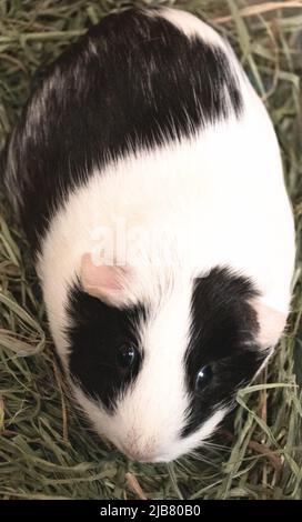 Ansicht von oben eines Meerschweinchens mit schwarz-weißem Haar. Stockfoto