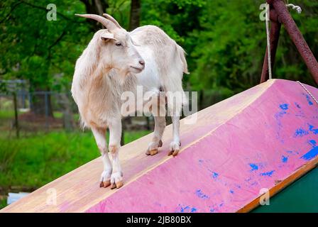 Nilla, eine Zwergziege (Capra hircus), steht auf dem Rumpf eines Bootes, 29. März 2011, in Mobile, Alabama. Stockfoto