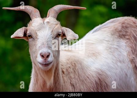 Nilla, eine Zwergziege (Capra hircus), ist abgebildet, 29. März 2011, in Mobile, Alabama. Stockfoto