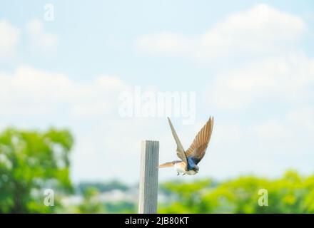 Baumschwalbe Songbird springt von seinem Barsch und fliegt Stockfoto