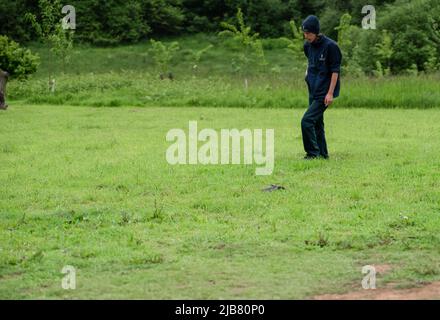 Ein merlin (Falco Columbariaus) namens Captin 'Jack' Sparrow auf dem Gras, der einen von seinem Trainer geschwungenen Köder gefangen hatte Stockfoto