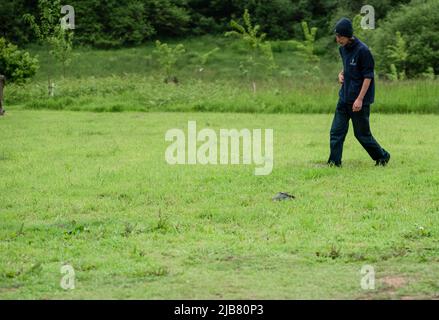 Ein merlin (Falco Columbariaus) namens Captin 'Jack' Sparrow auf dem Gras, der einen von seinem Trainer geschwungenen Köder gefangen hatte Stockfoto