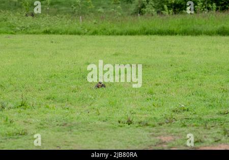 Ein merlin (Falco Columbariaus) namens Captin 'Jack' Sparrow auf dem Gras, der einen von seinem Trainer geschwungenen Köder gefangen hatte Stockfoto