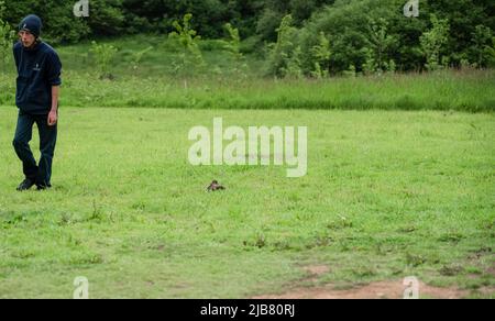 Ein merlin (Falco Columbariaus) namens Captin 'Jack' Sparrow im Flug, der einem von seinem Trainer im British Bird of Prey Center geschwungenen Köder hinterherjagt Stockfoto