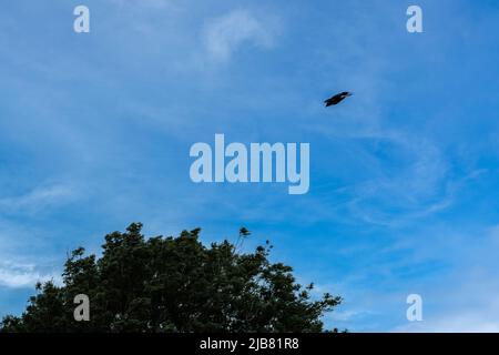 „Midas“, ein junger Goldener Adler (Aquila chrysaetos), der im British Bird of Prey Centre demonstriert Stockfoto