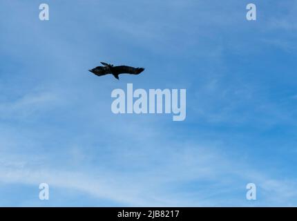 „Midas“, ein junger Goldener Adler (Aquila chrysaetos), der im British Bird of Prey Centre demonstriert Stockfoto