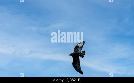 „Midas“, ein junger Goldener Adler (Aquila chrysaetos), der im British Bird of Prey Centre demonstriert Stockfoto