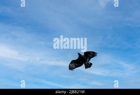 „Midas“, ein junger Goldener Adler (Aquila chrysaetos), der im British Bird of Prey Centre demonstriert Stockfoto