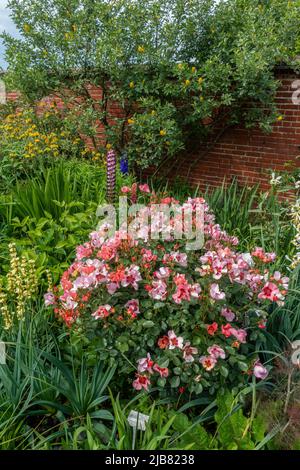 Herbacious Border, Rosa Rose, Rosa, Nur Für Ihre Augen, Walled Garden, Mount Ephraim Gardens, Faversham, Kent, England Stockfoto