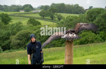 „Midas“, ein junger Goldener Adler (Aquila chrysaetos), der im British Bird of Prey Centre demonstriert Stockfoto