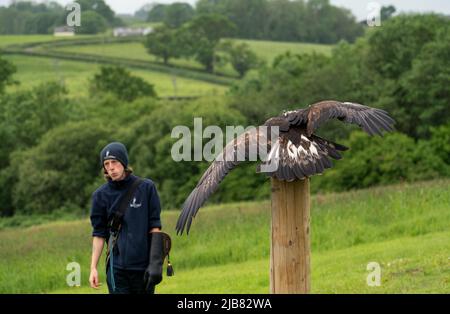 „Midas“, ein junger Goldener Adler (Aquila chrysaetos), der im British Bird of Prey Centre demonstriert Stockfoto