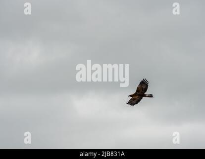 „Midas“, ein junger Goldener Adler (Aquila chrysaetos), der im British Bird of Prey Centre demonstriert Stockfoto