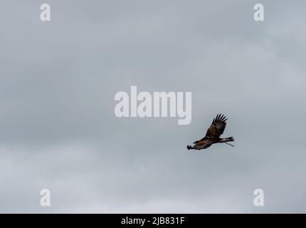 „Midas“, ein junger Goldener Adler (Aquila chrysaetos), der im British Bird of Prey Centre demonstriert Stockfoto