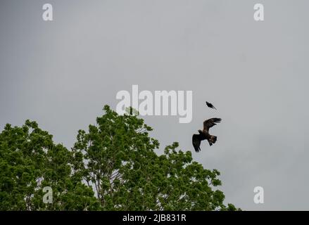 „Midas“, ein junger Goldener Adler (Aquila chrysaetos), der im British Bird of Prey Centre demonstriert Stockfoto