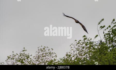 „Midas“, ein junger Goldener Adler (Aquila chrysaetos), der im British Bird of Prey Centre demonstriert Stockfoto