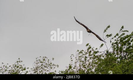 „Midas“, ein junger Goldener Adler (Aquila chrysaetos), der im British Bird of Prey Centre demonstriert Stockfoto