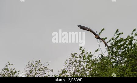 „Midas“, ein junger Goldener Adler (Aquila chrysaetos), der im British Bird of Prey Centre demonstriert Stockfoto