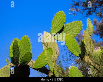 Opuntia ficus indica Strauch aus der Kaktusfamilie Stockfoto