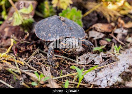 Gemalte Schildkröte, die entlang der Küste des Teiches kriecht. Naturschutz, Habitatverlust und Konservierungskonzept. Stockfoto