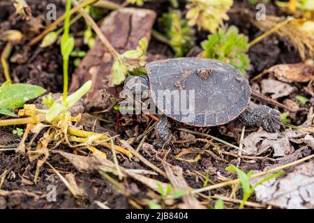 Gemalte Schildkröte, die entlang der Küste des Teiches kriecht. Naturschutz, Habitatverlust und Konservierungskonzept. Stockfoto