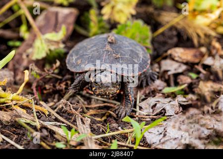 Gemalte Schildkröte, die entlang der Küste des Teiches kriecht. Naturschutz, Habitatverlust und Konservierungskonzept. Stockfoto