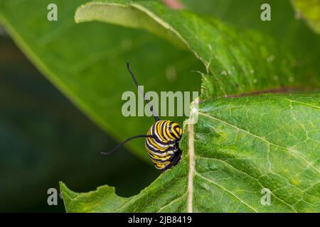 Monarch Schmetterling Raupe Essen Blatt der Milchkrautpflanze. Insekten- und Naturschutz, Habitatschutz und Gartenkonzept für Gartenblumen. Stockfoto