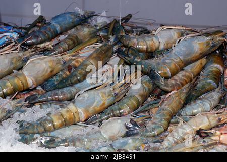 Frische Scampi-Garnelen oder Garnelen auf Eis in einem Marktstand, der in dubai verkauft wird Stockfoto