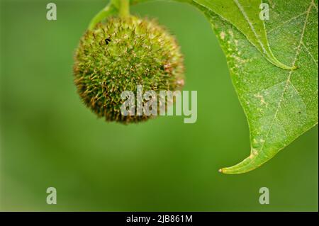 Der "Gummiball" des Sweet American Gum Baumes, Liquidambar styraciflua, sieht in seinen frühen Entwicklungsstadien ganz anders aus. Stockfoto